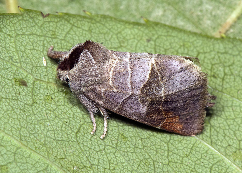 Clostera pigra - Notodontidae